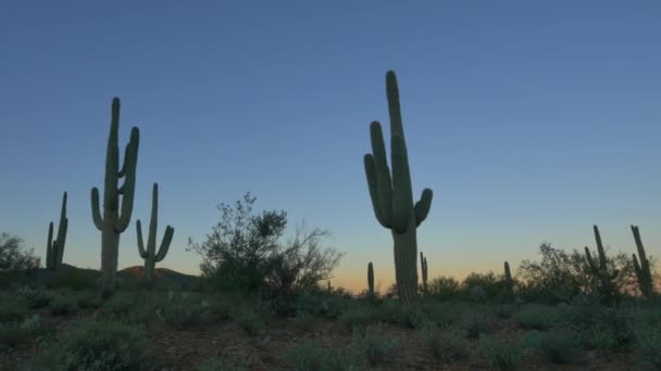 Nahaufnahme: Kakteensilhouette vor buntem Himmel vor Sonnenaufgang — Stockvideo