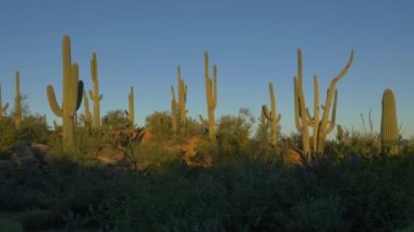 İnanılmaz uzun boylu saguaro kaktüsler inanılmaz güneşli Arizona çölde büyüyen