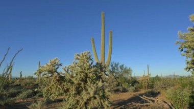 Uçsuz bucaksız Arizona çölünde güzel cholla ve saguaro kaktüsleri