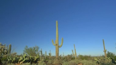 Saguaro, cholla ve opuntia kaktüsler geniş Arizona çöl manzara