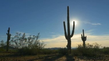 Güneşli yaz aylarında uçsuz bucaksız kayalık çölde büyük dikenli kaktüsler