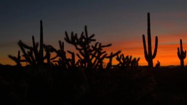 Arizona çölde güzel kırmızı günbatımı gökyüzüne karşı kaktüs siluetleri