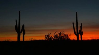 Arizona çölde kırmızı günbatımı gökyüzüne karşı güzel kaktüs siluetleri