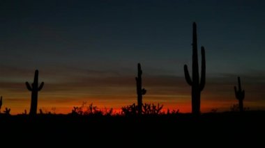 Arizona çölde kırmızı günbatımı gökyüzüne karşı güzel kaktüs siluetleri