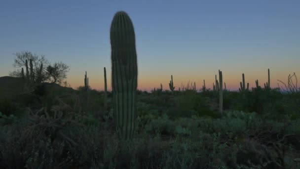 Närbild: Cactus Silhouette mot färgglada himmel innan soluppgången — Stockvideo