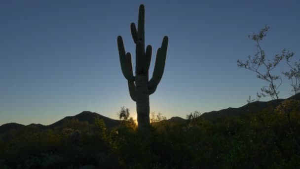 Große schöne Kakteensilhouette bei goldenem Sonnenaufgang in der Wüste Arizonas — Stockvideo