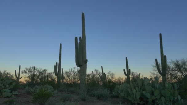 クローズアップ:日の出前にカラフルな空に対するサボテンのシルエット — ストック動画
