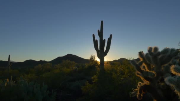 Kaktüs Arizona çölü arkasından parlayan altın gündoğumu güneş ışınları — Stok video