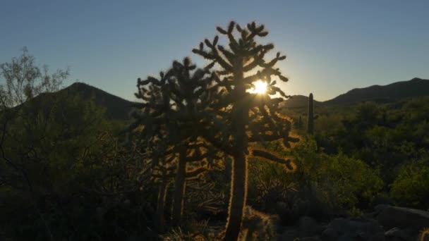 Rayos de sol dorados de la mañana brillando a través de espinas de cactus de colina en el desierto — Vídeos de Stock