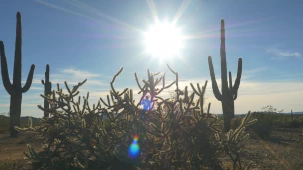 Sol da noite brilhando através de grandes paus de cacto no deserto — Vídeo de Stock