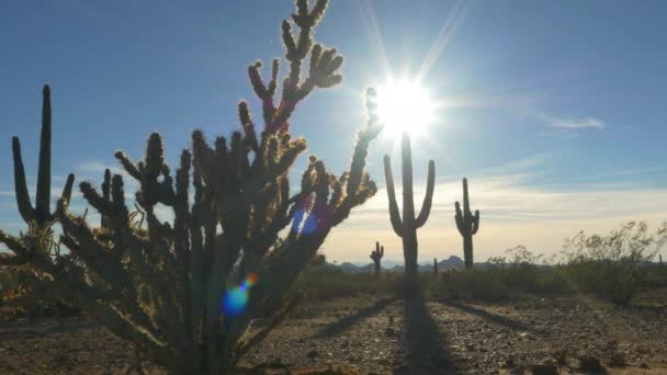 Sol de la mañana brillando a través de grandes pinchazos de cactus en desierto salvaje — Vídeo de stock