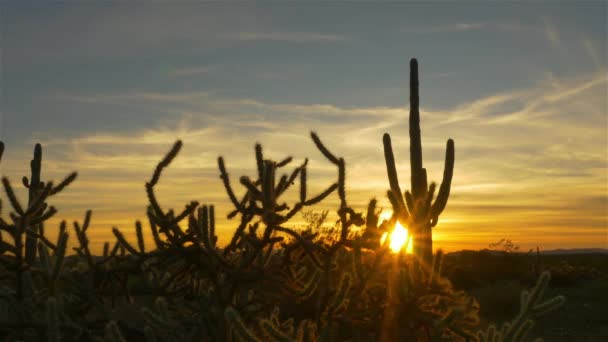 Soleil doré du soir brille à travers les cactus sauvages dans la nature sauvage du désert — Video