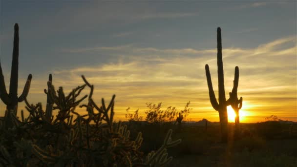 Gouden avondzon schijnt door wilde cactussen in woestijn wildernis — Stockvideo