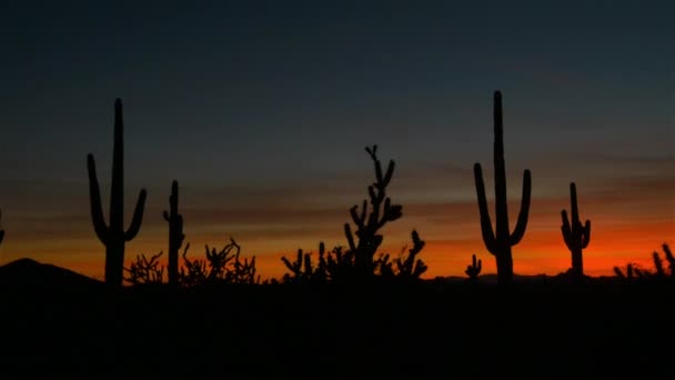 Lindas silhuetas de cacto contra o céu vermelho do pôr do sol no deserto do Arizona — Vídeo de Stock