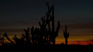 Gün batımından sonra turuncu gökyüzüne karşı inanılmaz dikenli kaktüs siluetleri