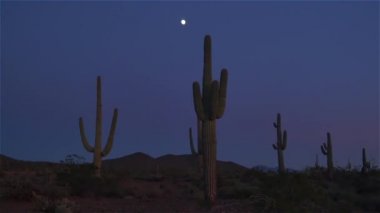 Karanlık çöktükten sonra çöl vahşi doğada büyük kaktüsler ve aptal ay