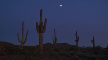 Çölde büyük kaktüsler üzerinde gece gökyüzünde dolunay