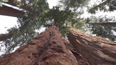 Yakın: Dev SEQUOIAS ağaçlarda Sequoia Ulusal Parkı