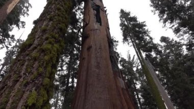 Yakın: Dev SEQUOIAS ağaçlarda Sequoia Ulusal Parkı