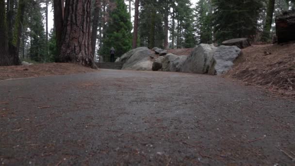 SLOW MOTION: Hail falling in sequoia national forest park — Stock Video