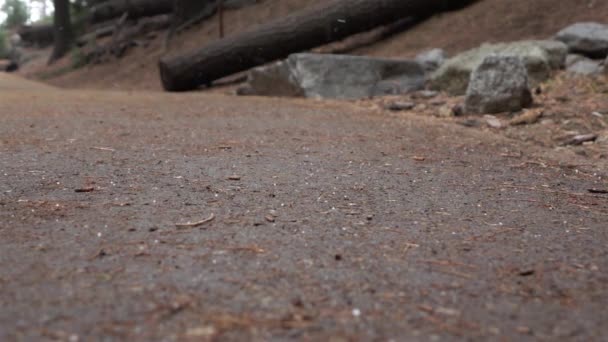 LOW MOTION: Granizo caindo no parque florestal nacional sequoia — Vídeo de Stock