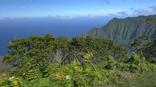 Exuberante vegetación en lo alto de la montaña con vistas al valle volcánico y al océano azul — Vídeos de Stock