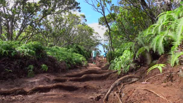 ÁNGULO BAJO: Pareja deportiva haciendo senderismo en el camino del bosque de tierra que conduce a través de la exuberante selva — Vídeo de stock