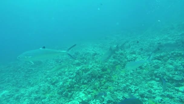 Unterwasser hautnah: atemberaubende Unterwasserwelt aus farbenfrohen Fischen und Haien — Stockvideo