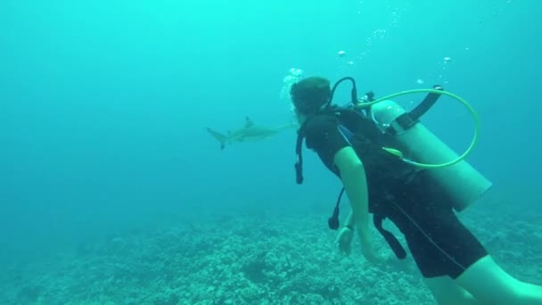 UNDERWATER: Young boy diving and swimming with sharks above rocky coral reef — Stock Video