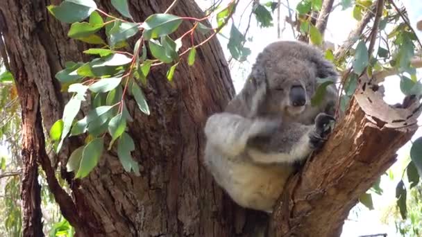 Close-up: schattig pluizig slaperig Koala die zich uitstrekt op eucalyptus tak — Stockvideo