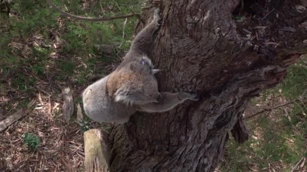 CERRAR: Adorable koala mullido y adorable que desciende de un árbol de eucalipto — Vídeos de Stock