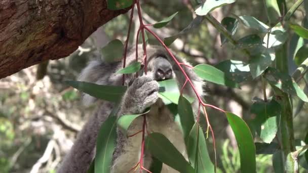 CLOSE UP: Чарівна нечітка коала їсть соковитий лист евкаліпта — стокове відео