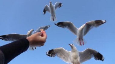 yavaş hareket: oldukça cesur martı inen ve uçarken gıda yakalamak