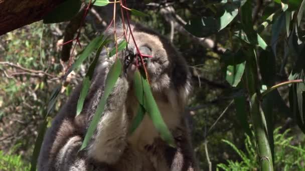 CLOSE UP: солодкий пухнастий дорослий коала їсть соковитий лист евкаліпта — стокове відео