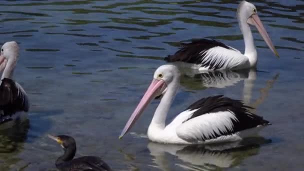 CLOSE UP: Group of pretty pelicans and black ducks swimming in the river — Stock Video