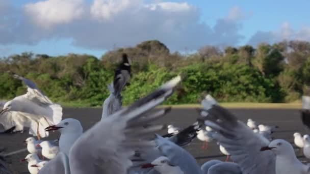 CLOSE UP: Group of pretty seagulls taking off and landing on the road — Stock Video