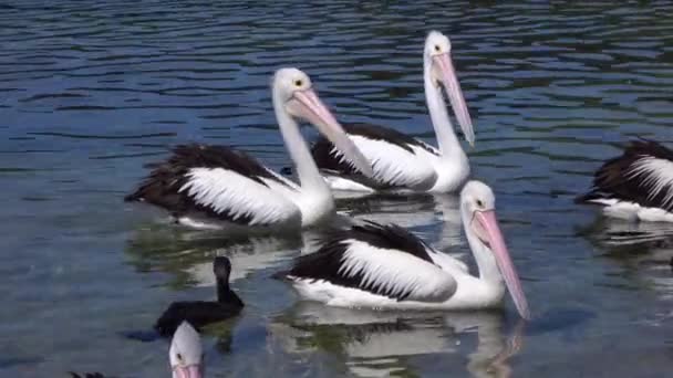 CERRAR: Enjambre de bonitos pelícanos y patos negros nadando en el río — Vídeo de stock