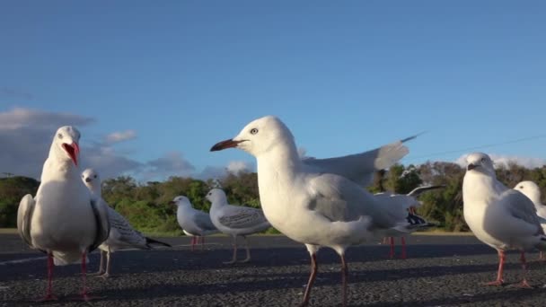 MOVIMIENTO Lento CERRAR: Un gran grupo de gaviotas curiosas de pie en un estacionamiento — Vídeo de stock