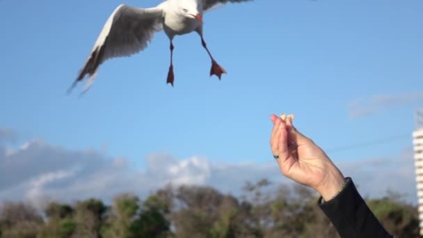 Slow Motion makro: dzielny Seagull próbuje złapać kawałek chleba z ręki — Wideo stockowe