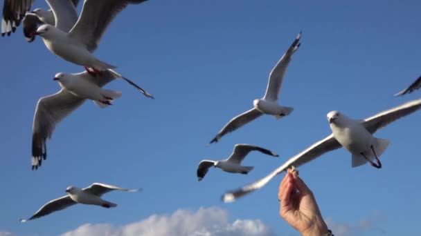 CLOSE UP: Cute, curious seagull catching the food while flying and eating it — Stock Video