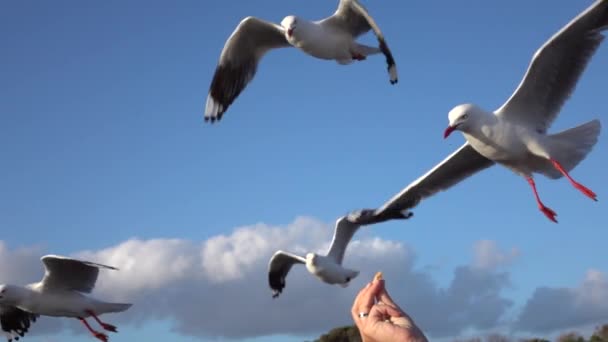 Nahaufnahme: Niedliche, neugierige Möwe gelingt es, das Futter im Flug zu fangen — Stockvideo