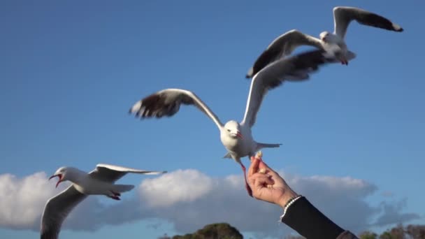 Närbild: bedårande, modig mås lyckas fånga maten medan du flyger — Stockvideo