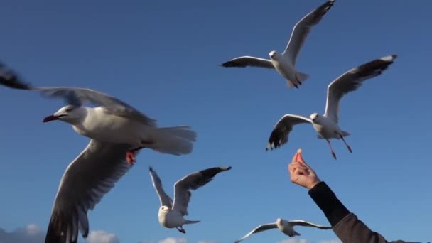 슬로우 모션 : 예쁜, 용감한 갈매기 하강하고 비행하는 동안 음식을 잡기 — 비디오