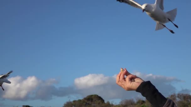 CERRAR: Gaviota bonita y valiente que logra atrapar la comida mientras vuela — Vídeo de stock