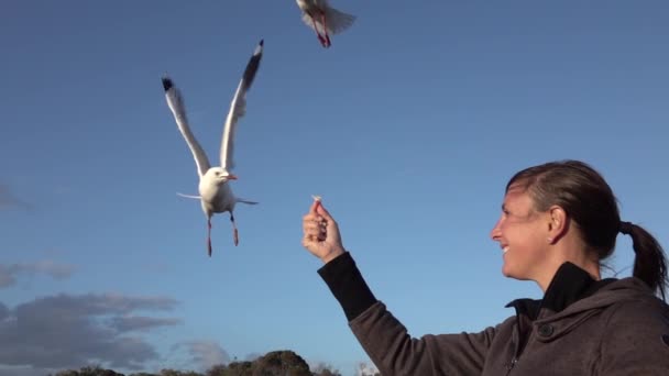 SLOW MOTION CLOSE UP: Happy young woman hand feeding hungry flock of seagulls — Stok video