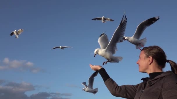 SLOW MOTION FECHAR UP: Sorrindo jovem mulher mão alimentando com fome gaivotas destemidas — Vídeo de Stock