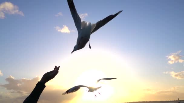 スローモーションクローズアップ:美しい夕日に空腹の恐れのないカモメを養う — ストック動画