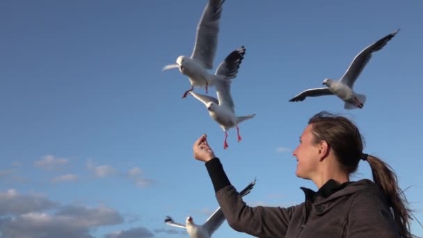 Slow Motion close up: vrolijke jonge vrouw hand voeden hongerige onverschrokken meeuwen — Stockvideo