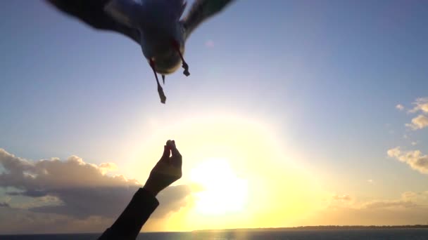 SLOW MOTION CLOSE UP: Feeding cute seagulls at beautiful sunset by seashore — Stock Video