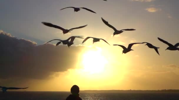 LOW MOTION FECHAR UP: Grande grupo de belas gaivotas voando ao pôr do sol deslumbrante — Vídeo de Stock